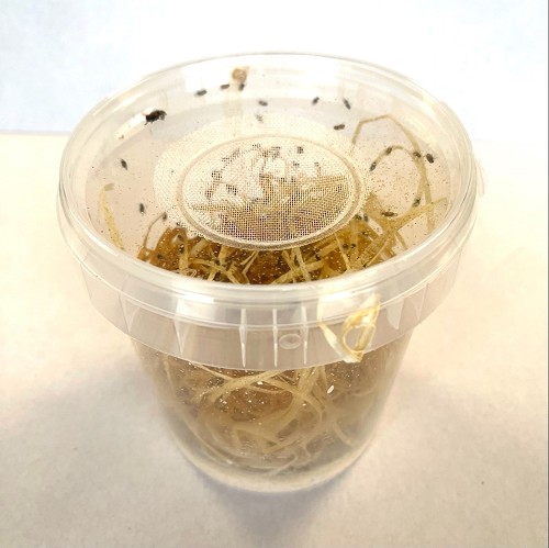 Fruitvliegen 5 (klein)  in pot